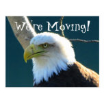 Eagle Eyes; Change of Address Postcard