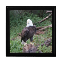 Eagle Gift Box