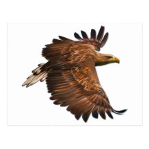 Eagle in Flight Postcard