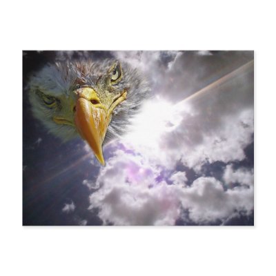 Eagle in the Clouds Postcards by dduhaime55