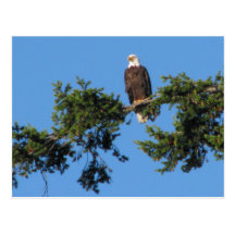 Eagle In Tree Postcard