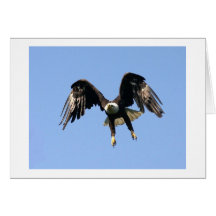Eagle Landing Photo Card