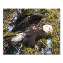 Eagle One Photo Art
