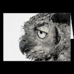 Eagle Owl cards