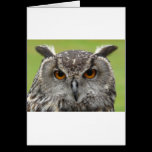 Eagle Owl cards