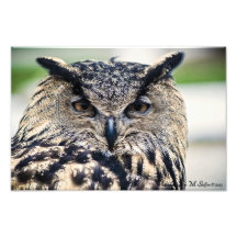 Eagle Owl Photo Art