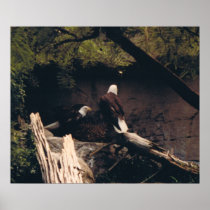 Eagle Pair Posters