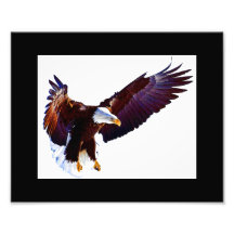 Eagle Photo Print