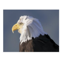 Eagle Postcard