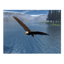 Eagle Postcard