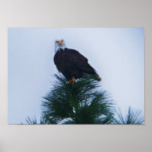 Eagle Posters