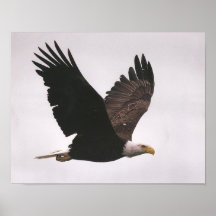 Eagle Print