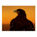 Eagle silhouette at sunset post cards