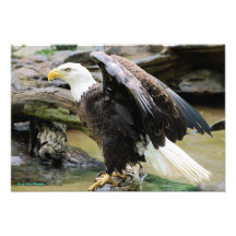 Eagle Spreading Wings Photo