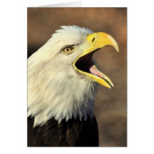 Eagle Squawk Card