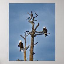 Eagles chauve et pies poster