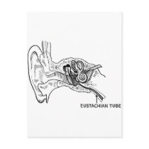 Ear diagram postcard