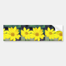 Eared Coreopsis Bumper Sticker