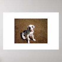 Earl The Great Dane Poster
