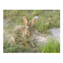 Early Evening Bunny Post Cards