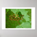 Early Maple Seeds #4352 Posters
