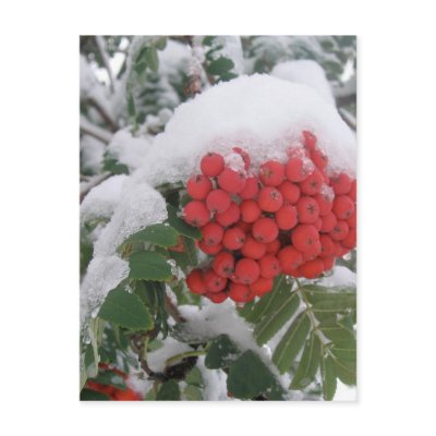 Early Montana Winter Post Cards by mtduo1