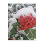 Early Montana Winter postcards