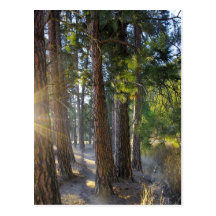 Early Morning Hike Postcards