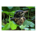 Early Robin-hood (Baby Bird) ACEO Art Cards
