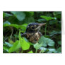 Early Robin-hood (Baby Bird) Cards