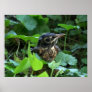 Early Robin-hood (Baby Bird) Fine Art Prints