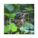 Early Robin-hood (Baby Bird) Magnets