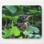 Early Robin-hood (Baby Bird) Mousepad