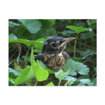 Early Robin-hood (Baby Bird) Postcards by jaisjewels