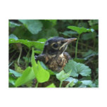 Early Robin-hood (Baby Bird) Postcards