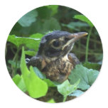 Early Robin-hood (Baby Bird) Stickers