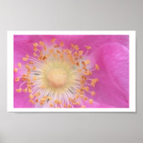 Early Rose print/poster