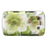 Early Spring Blooms - Hellebores! Blackberry Bold Cover