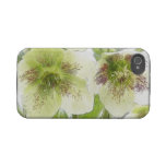 Early Spring Blooms - Hellebores! Iphone 4 Tough Cases