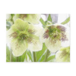 Early Spring Blooms - Hellebores! Postcard