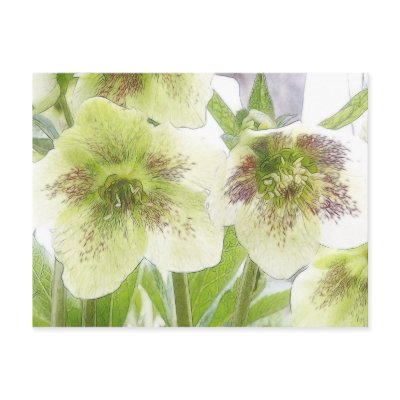 Early Spring Blooms - Hellebores! Postcard by Pretty_World