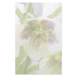 Early Spring Blooms - Hellebores! Personalized Stationery