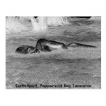Earth Spirit, Peppermint Bay Tasm... Postcards