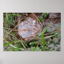 Earthy Organic Fossil Photo Posters