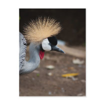 East African Crowned Crane Post Cards
