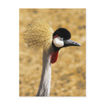 East African Crowned Crane Postcard