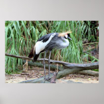 East African Crowned Crane Posters