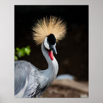 East African Crowned Crane Print