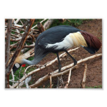 East African Crowned Heron Photo Art