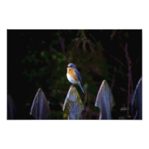 Eastenr Bluebird Art Picture Photo